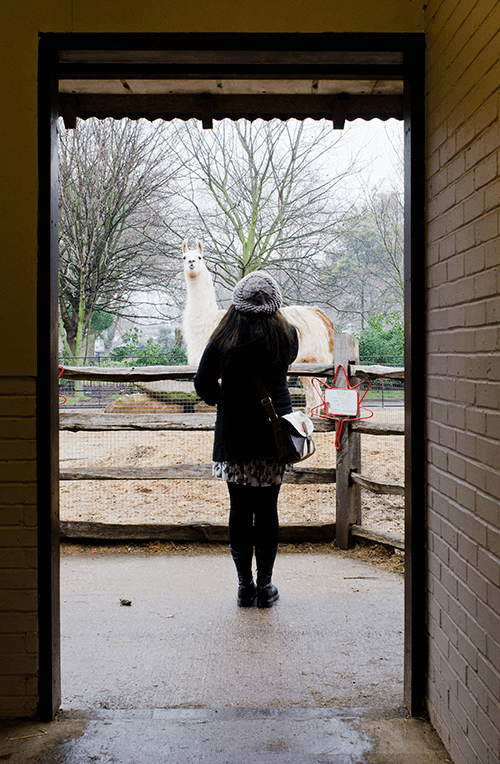 Light contrast with girl in doorframe in front of llama 